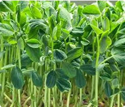 Tender and sweet pea shoots bursting with garden-fresh flavor. Packed with vitamins and protein. A great crunchy topping for noodles, rice bowls, or eaten as a healthy snack.
